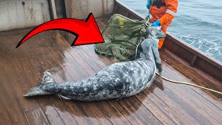 No One Believed They Existed Until They Were Filmed! Strangest Encounters Ever Caught On Camera!
