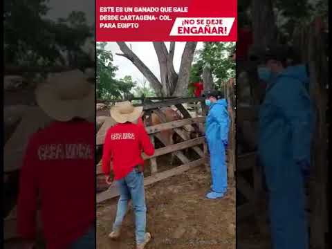 Barcos Empleados para Exportación de Ganado a Medio Oriente. No te dejes engañar