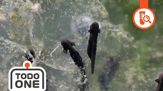 How  tadpole transform into a frog? 🐸 | Science for kids | Todo Science