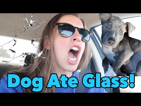 YouTube video about: What to do when your dog eats glass?