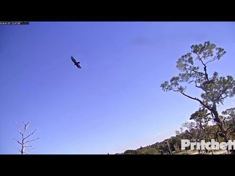 SWFL Eagles ~ Harriet Chases A Turkey Vulture From The Nest Area 1.7.18