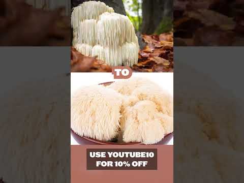 🤔 Are Mushrooms Okay For Dogs?