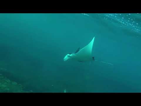 Maroon 5 - Memories (Dalevi Tropical House Remix) (Music Video)