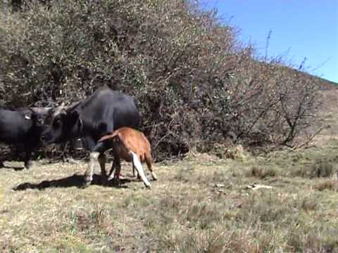 Khualtlawng pa (Salai Tuan Ling Thang)