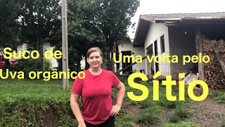 FIZEMOS SUCO DE UVA ORGNICO/Uma volta pela chcara