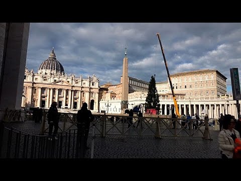 Vatikan stellt 27 Meter hohe Rotfichte auf dem Petersplatz auf