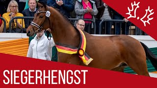 Video of Kattenau