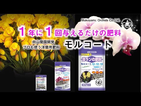 園芸 蘭のための肥料は何ですか?
