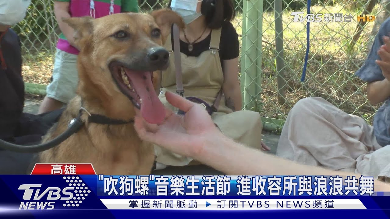 「吹狗螺」音樂生活節　邀民眾進收容所與浪浪共舞同樂