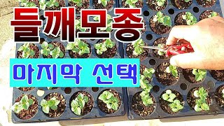 [텃밭농부. 1,120]  들깨모종 최종 한포기 선택은 이렇게 하세요. #들깨재배 #들깨모종