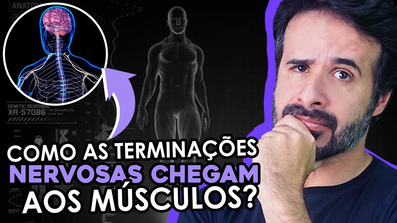 COMO AS TERMINAÇÕES NERVOSAS CHEGAM AOS MÚSCULOS