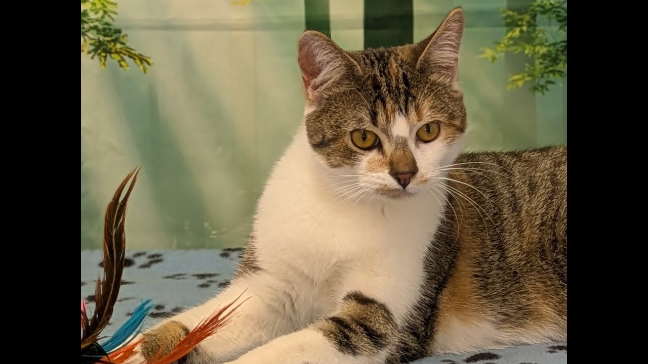 Enlarge Joplin, an adopted mixed breed in Republic, WA video 6/6