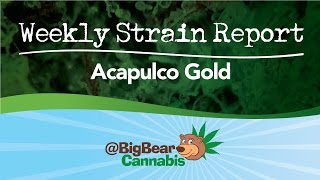 Acapulco Gold