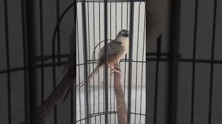 Download lagu Suara cigun asli alam #shorts #cigungacor #pancingancigun mp3