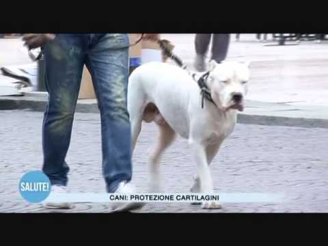 Hip radiografia di una sana Il trattamento di ematoma sul ginocchio