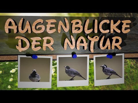 Vogel Aufnahme : Bachstelze / white wagtail