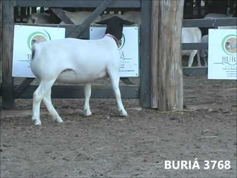 BURIÁ 3768 - LEILÃO MALU DORPER - NACIONAL 2013