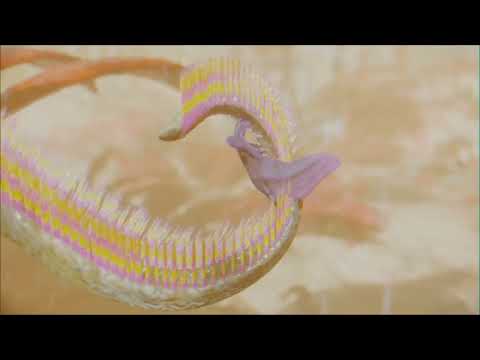 Biblaridions "Alien Biospheres" - Burpopo Animations Compilation
