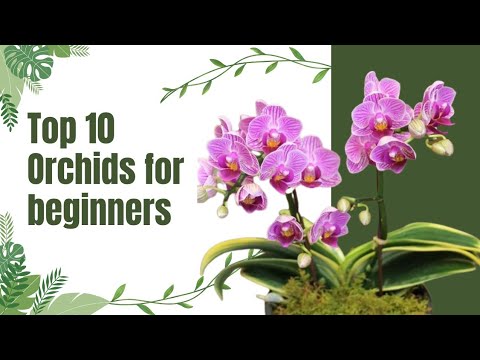 Top 10 Easy Indoor Orchids for beginners Anyone Can Grow