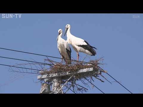コウノトリを庭に呼び込むにはどうすればよいですか？巣はどうやって作るの？  庭園