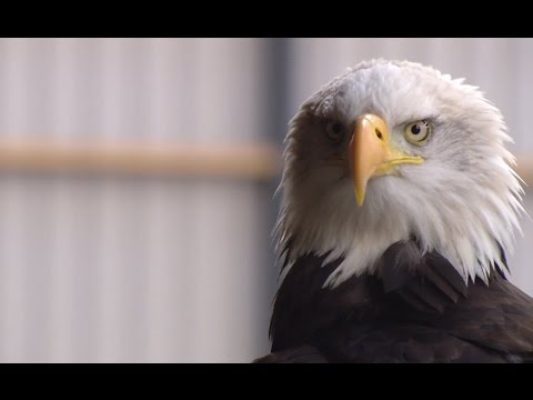Dutch police use eagles to hunt illegal drones