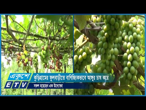 কুড়িগ্রামের ফুলবাড়ীতে বাণিজ্যিকভাবে আঙ্গুর চাষ করে সফল হয়েছেন এক উদ্যোক্তা | ETV News