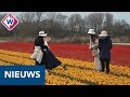 Nieuwe campagne moet toeristen uit bollenvelden houden - OMROEP WEST