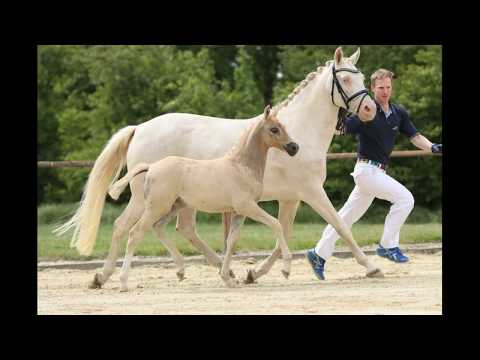 DREAMLINE F SF v.  Dating AT NRW - White Gold B