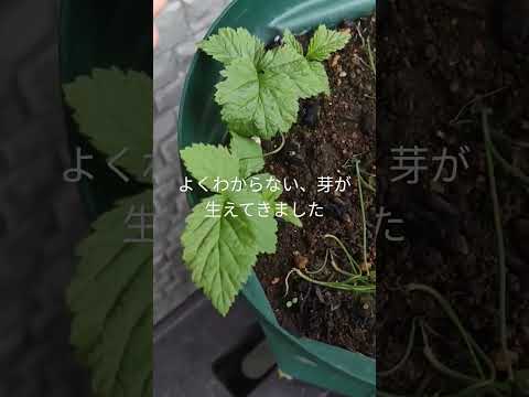 ラズベリーの茂みをトレリスする方法は？ベリーの成長にはサポートが不可欠ですか?ビデオ  庭園