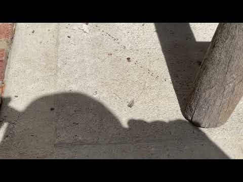 Ants Marching from the Deck to the House in North Brunswick, NJ