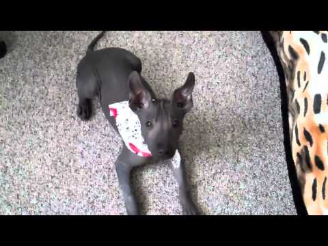 Xoloitzcuintli Puppy