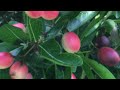 Grow Kromcha Karonda Carrisa Carandas From Seed In USA