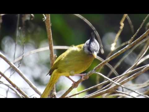 Bulbul krátkozobý (Spizixos canifrons) — spev a hlas v prírode