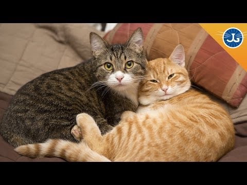 Should I Have 2 Cats in a Small Apartment? - YouTube