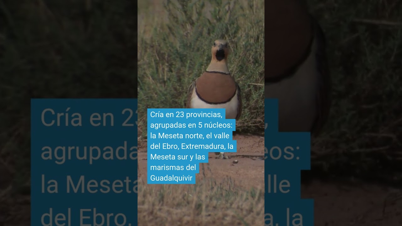 ¿Y por qué está en peligro?