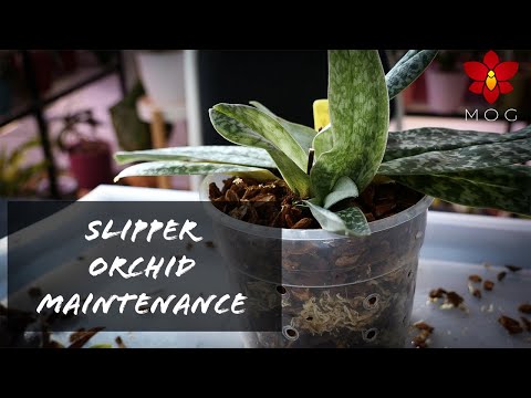 Maintenance Repotting my Paphiopedilum Orchid - When potting mixes break down