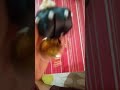 Hand Made Kandukam For Classical Hairstyles