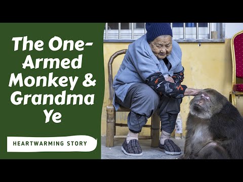 Die herzerwärmende Geschichte von Xing Xing: Der einarmige Affe und Oma Ye