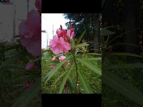 キョウチクトウのさやの使い方は？庭師のためのヒント  庭園