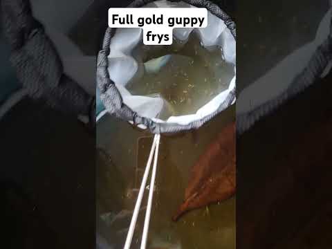 #reels #fishkeepinghobby #tropicalfish #tropicalfish #reelsinstagram#reelsinstagram #fishing#fishing