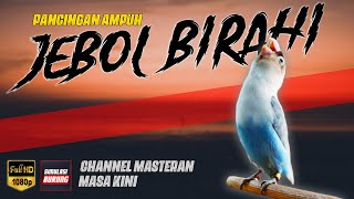 Download lagu RAJANYA PANCINGAN LOVEBIRD JEBOL BIRAHI JANTAN & BETINA 🔥 mp3