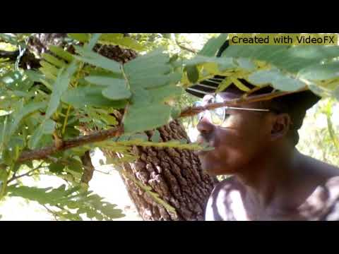 Memorizer %kainama (COVER)