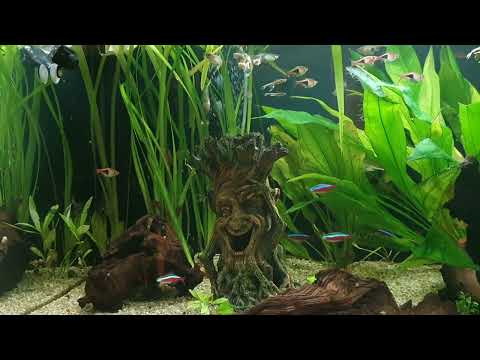 Oase Highline Projekt - Stagnation beim Pflanzenwachstum