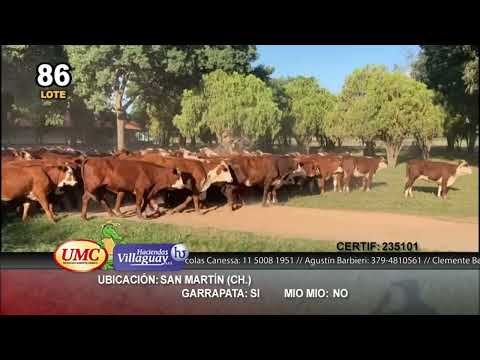 Lote 300 Terneras en Gral. San Martín, Chaco