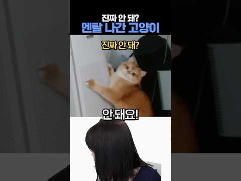 '안돼'라는 말을 들은 고양이 반응 #고양이 #꾸꾸 #멘탈