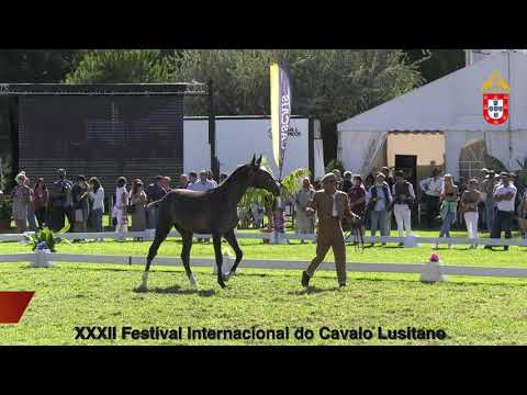 XXXII Festival Intern do Cavalo Lusitano -  Modelos e Andamentos Resumo dos premiados de Sábado