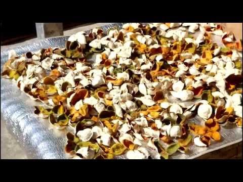 download lagu mp3 mp4 Dried Tangerine Peel, download lagu Dried Tangerine Peel gratis, unduh video klip Dried Tangerine Peel