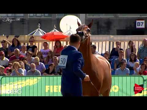 N.50 NAISHA REGALIS - Bergamo 2018 - 4-7 Years Old Mares (Class 7)