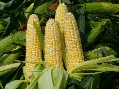 download lagu mp3 mp4 Monsanto Bt Sweet Corn, download lagu Monsanto Bt Sweet Corn gratis, unduh video klip Monsanto Bt Sweet Corn