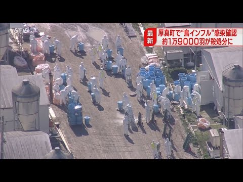 ガストロフリノイデス・ボルネンシスについて詳しく解説